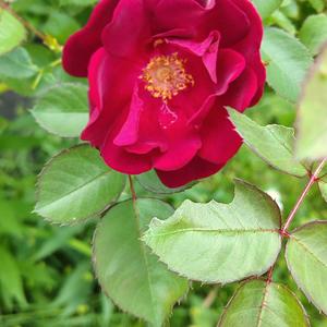 Mississippi Rose
