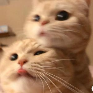 他人事の音がする