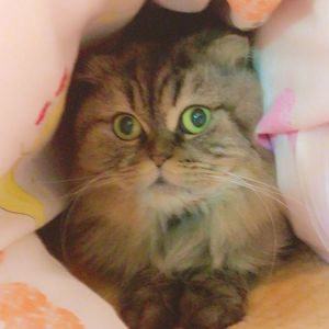 竈門炭治郎のうた