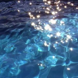 很多鸟陪我飞过太平洋