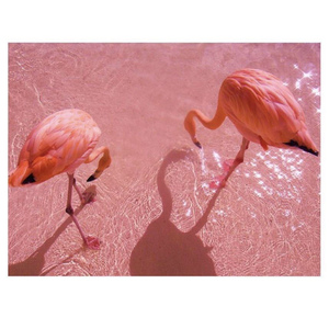 Blue Flamingo（翻自 窦靖童）