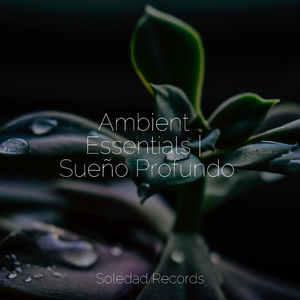 Reflexionando Sobre Estanques