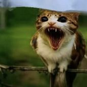 Never Dream (sped up)