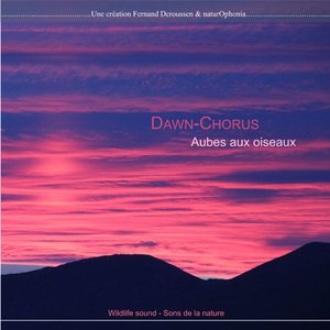 Dawn-Chorus en Australie