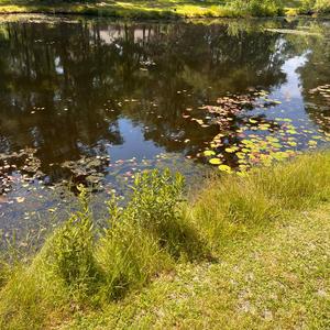 ghettotrapqueen(tdf)