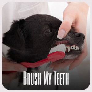 Frere Jacques Music Box