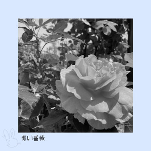 青い薔薇