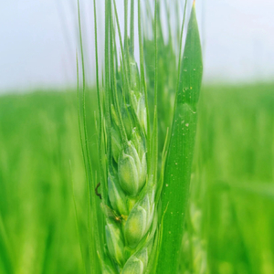 Wheat Awns and Stardust
