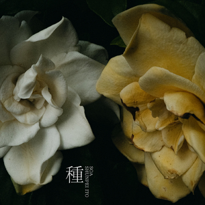 種 (feat. Shunpei Ito)