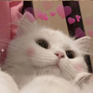 阿拉斯加的海湾