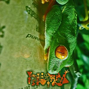 Micrixalus fuscus, The Vocal Sacs Geminated