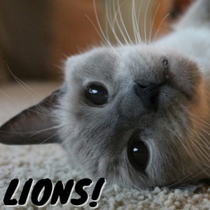 Lions!