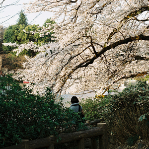 An Unforced Cheerfulness