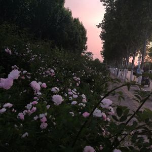 浪漫日记
