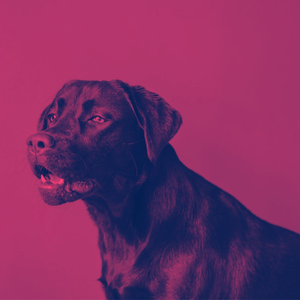 Comforting (Calming Your Dog)