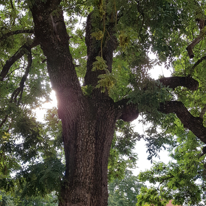 Sommarbrud (Swedish Version)