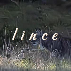 lince