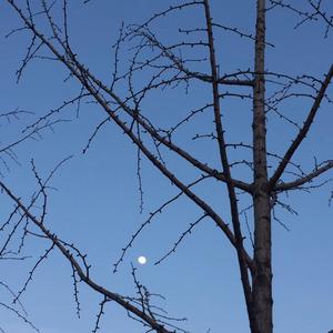 花开四野，零落天涯