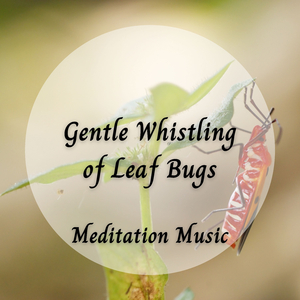 Relaxing Sounds of Nature