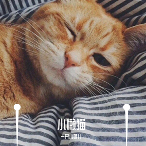 小懒猫