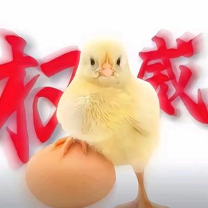羽毛停靠