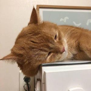 左肩（片段）（翻自安苏羽）