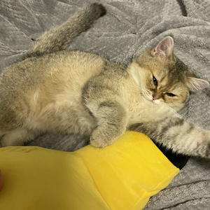 盛夏的果实（cover莫文蔚）