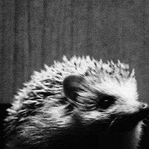 Hedgehog