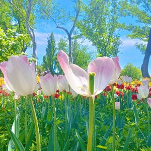 岸边的风景（纯音乐）