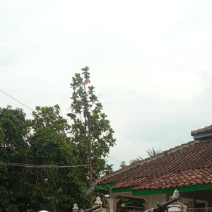 Birosulillahiwal Badawi (Remastered 2023)