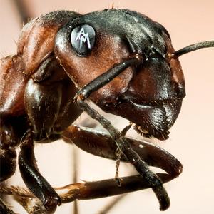 Red Lines, White Lies (feat. Jeremy Jordan)