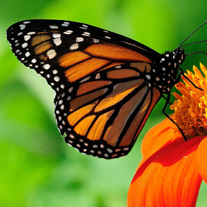 Bernadya Piano (Acoustic)