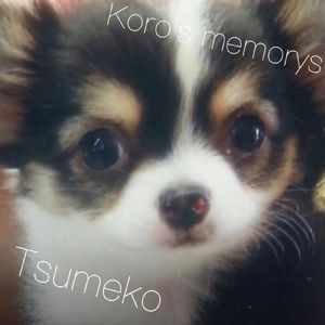 コロちゃんの一生