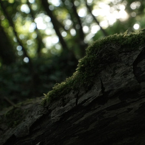 Laudato Si'