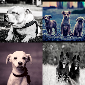 温和可爱的狗梦想