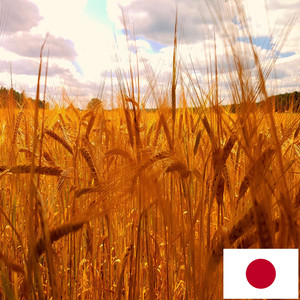 小麦畑の風の音