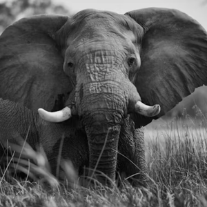 “悲伤的大象”