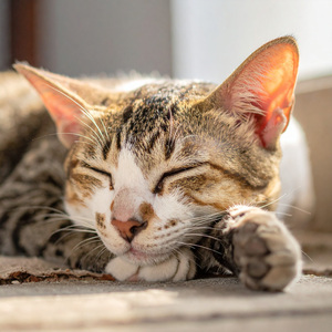 Melodías Tranquilas Que Susurran Calma Felina