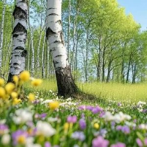 我们会像风一样 伴奏