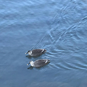 Water Pattern (Sleep Version)