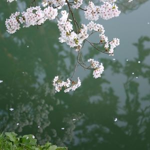 闲花随流水的古风雅韵