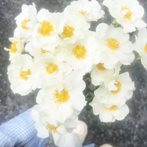 yung kai - blue -sped up