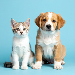 Las Paredes De La Jaula Se Desvanecen Con Tu Presencia