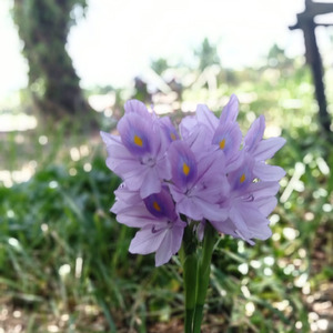 LIRIKAN MATA