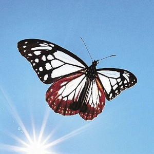 飛べ！アサギマダラ