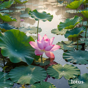 Lotus