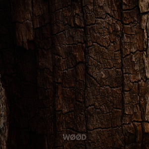 Memories of Forest Bark