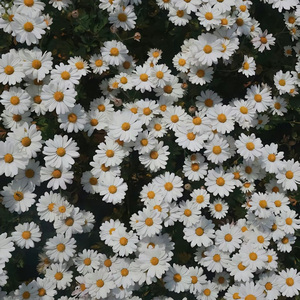 特别的人-方大同