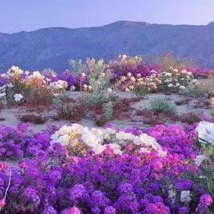 AnyStroy-花(Original mix)