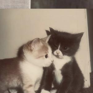 失眠症（insomnia）